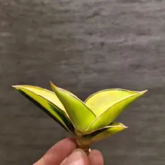 2026年最新】サンスベリア ロリダの人気アイテム - メルカリ