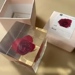 ウサギノネドコ　ソラキューブ　sola cube　バラ