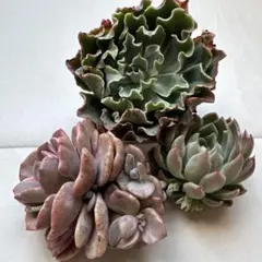 C多肉植物カット苗 ※宅急便発送