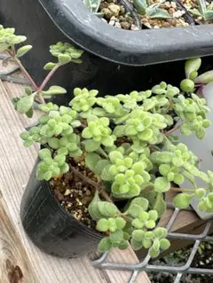 モリモリ！抜き苗 ブロウメアナ 多肉植物 モリモリ！抜き苗 ブロウメアナ 多肉植物