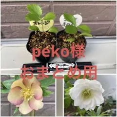 peko様 リクエスト 2点 まとめ商品