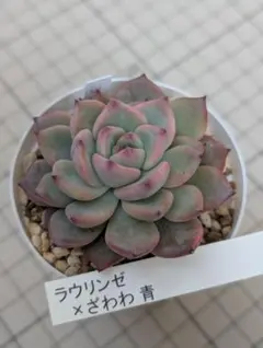 2026年最新】ざわわ 多肉の人気アイテム - メルカリ
