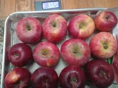 みんと様専用　りんご詰め合わせ