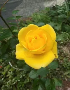 コッシー様 リクエスト 2点 まとめ商品