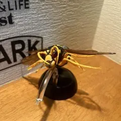 2025年最新】スズメバチ標本の人気アイテム - メルカリ