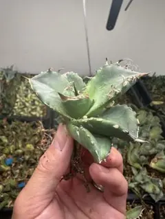 ドクター様 リクエスト 3点 まとめ商品