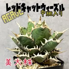 アガベ 鉢植発送 レッドキャット ゴリ猫極上血統 スペシャル個体