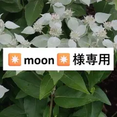 【芳香/爽やか】 ピクナンテヌム マウンテンミント　宿根草　山野草のサムネイル