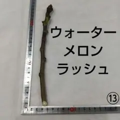 ⑬◆イチジク穂木1本◆ウォーターメロンラッシュ⑬【親木の写真あり・結実実績あり】のサムネイル