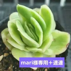 【速達つき＋300円】mari様 リクエスト 4点 まとめ商品