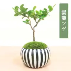 POTOCO ピラカンサ ピラカンサス 盆栽 観葉植物 陶器鉢 小品盆栽 苔玉