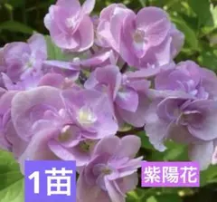 ㊱大きめ苗! 青鬼❣️そわそわ❣️もみじ飴❣️紅手鞠❣️6苗メルカリ便送料込 ㊱大きめ苗! 青鬼❣️そわそわ❣️もみじ飴❣️紅手鞠❣️6苗