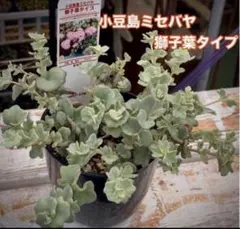 多肉植物　小豆島ミセバヤ　獅子葉タイプ　6cmポット苗①のサムネイル