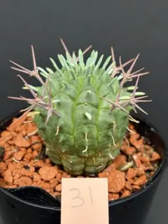 Euphorbia stellispina ユーフォルビア群星冠 カキコ - メルカリ