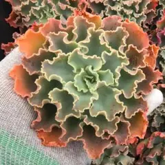 rina様 リクエスト 2点 まとめ商品