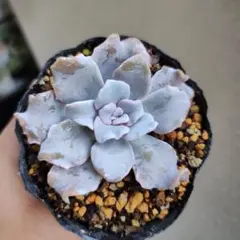 ❤️専用出品❤️✨メルカリ便✨クリスペートビューティー  ❤️抜き苗❤️パープル札 ❤️専用出品❤️✨メルカリ便✨クリスペートビューティー ❤️抜き苗