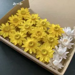 90・ヘリクリサムドライフラワー 花材 リース ハーバリウム ガーランド