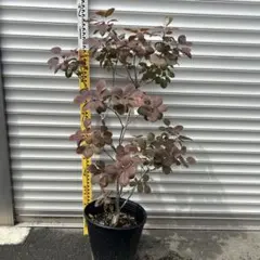超メルカリ市祭 スモークツリー マロンホワイト 白花 - メルカリ