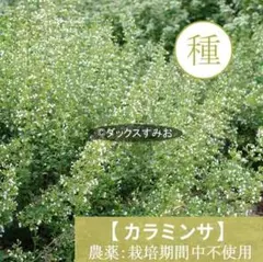 【 カラミンサ 】種 100粒　ハーブ　多年草