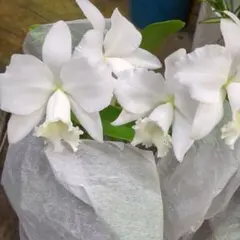 カトレア 交配種 大輪整形花の銘品 入賞花 - メルカリ