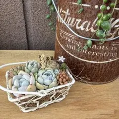 そのまま飾れる多肉植物の寄せ植えセット - メルカリ