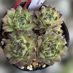 センペルビウム パシフィックマジックナイト - メルカリ