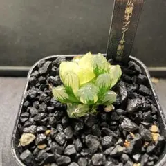 さ*ま様 ハオルチア　広瀬オブツーサ鮮明錦