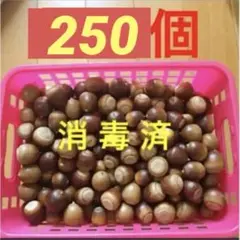クヌギドングリ　ドングリトトロ 煮沸済み　すぐ発送可能