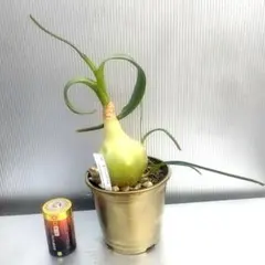 Okoge様 リクエスト 4点 まとめ商品