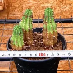 2026年最新】フェロックス錦の人気アイテム - メルカリ