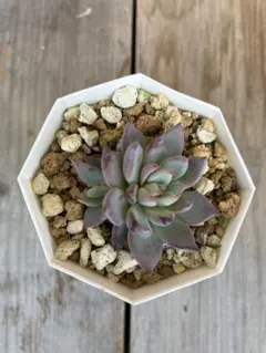 ❤️確認用❤️ミックスベリア❤️プリンセスティアラ❤️抜き苗♪札なし✨メルカリ便✨ 2025年最新】プリンセスティアラ 多肉の人気アイテム - メルカリ