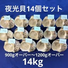 夜光貝 ヤコウ貝 まとめ売り 12個 12、2kg アクセサリー ルアー - メルカリ