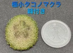 極小タコノマクラ 棘皮動物 ウニ カシパン たこのまくら - メルカリ