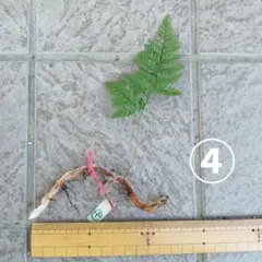 トキワシノブ 根付き抜き苗 シダ植物 観葉植物