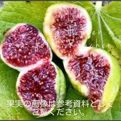 元祖ブラックマデイラ】Violeta 挿木苗 イチジク - メルカリ