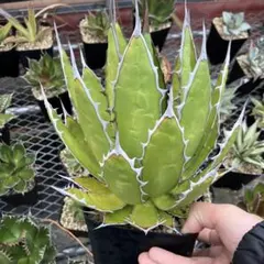 2026年最新】アガベ ホリダ（agave horrida ）の人気アイテム - メルカリ