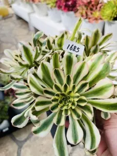 2026年最新】アエオニウム群生の人気アイテム - メルカリ