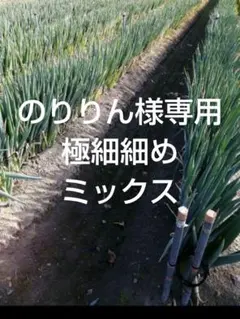 のりりん様専用　極細細めミックス　白ねぎ　長ねぎ　ねぎ　野菜