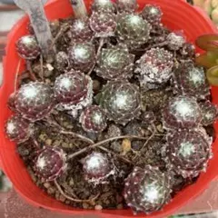 速達　oritan様 リクエスト 4点 まとめ商品