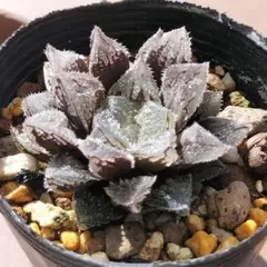 2025年最新】ハオルチア 魔剣の人気アイテム - メルカリ