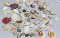 貝殻セット 約60個