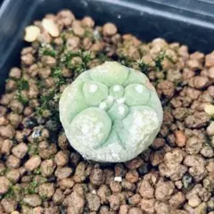 Ｔ系大疣銀冠玉　実生　ロホホラ　サボテン　鳥羽玉 Lophophora williamsii ロフォフォラ 大型烏羽玉 サボテン