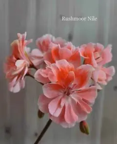 セール珍しいゼラニウム開花大苗 - メルカリ