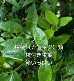 天然クレソン苗 クレソン 苗 5株 宿根草 家庭菜園でも】 - メルカリ