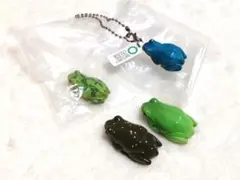 【4点】シュレーゲルアオガエルとアマガエル