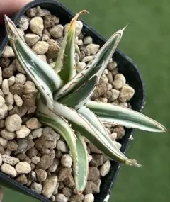 2025年最新】アガベ氷山の人気アイテム - メルカリ