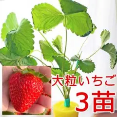 3苗！イチゴ苗 根張り良好 土耕栽培可能 室内栽培 大苗32a