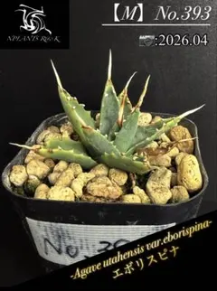 アガベ ユタエンシス エボリスピナ実生6 - メルカリ