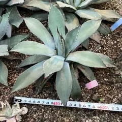 2025年最新】アガベ パリー 大株の人気アイテム - メルカリ