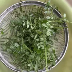 Item thumbnail for item cc3d4987-ba3f-4b06-9df6-05881503886e